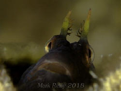 Blenny on lena wreck by Mark Reilly 
